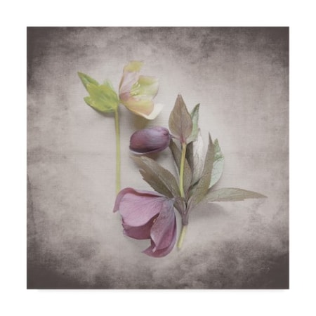 Felicity Bradley 'Vintage Hellebore Study VII' Canvas Art,24x24